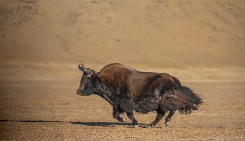 蓬莱暴熊队对阵漓江雪豹队,射击邀请赛爆冷,门将神扑救主——禁区内连续解围的简单介绍
